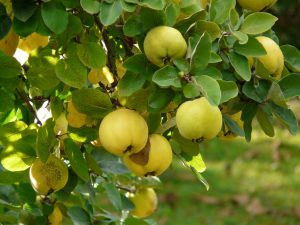 Prodotto stagionale mela cotogna agriturismo arneroni azienda agricola ricetta